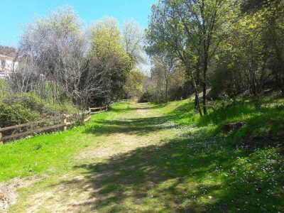 BOSQUE-2