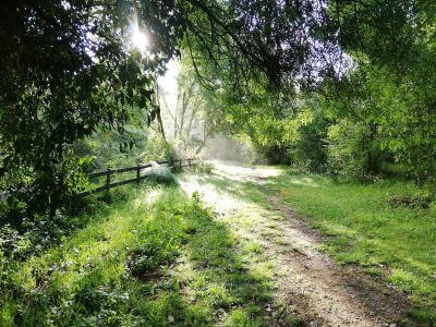 BOSQUE-3